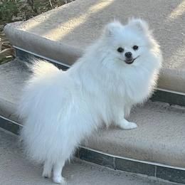 Twinkie - Pomeranian