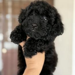 Boy 1 - Black male Maltipoo puppy in San Diego, California from Maltipoos SD