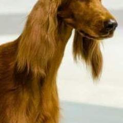 Irish Setters from Catherine Powell