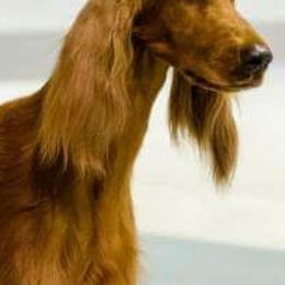 Irish Setters from Catherine Powell