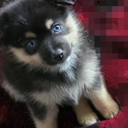 Bronz (1850) - Tri-color male Pomsky puppy in Fallon, Nevada from Amazing High Desert Pomskys