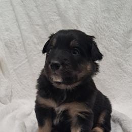 Girl 3 - female Australian Shepherd puppy in Darrington, Washington from Cart River Aussies