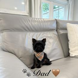 Louie Vuitton LV - Yorkshire Terrier