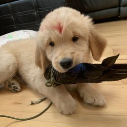 Golden Retriever Puppies from Lake Champlain Goldens