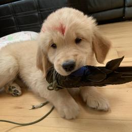 Golden Retriever Puppies from Lake Champlain Goldens