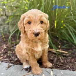 Yankee - Red male Bernedoodle puppy in Midland, Michigan from Northern Charm Farm