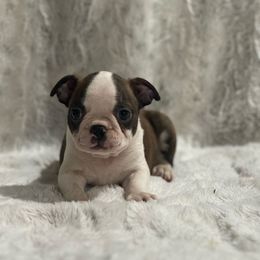 Boy 2 - Boston Terrier puppy from Muggin Bostons N Frenchies