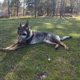 German Shepherd All Grown Up from Angelina Johnson