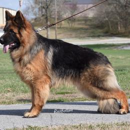 German Shepherd All Grown Up from Rock Bottom Ranch