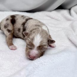 Sahalie - Red merle male Toy Australian Shepherd puppy in Bly, Oregon from Apacheblus Toy Aussies
