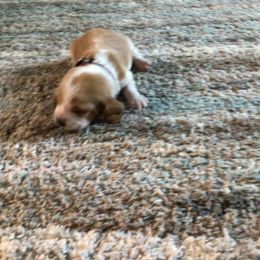Purple - Brown black and white female Basset Hound puppy in Valley, Alabama from Beverly's Bassets