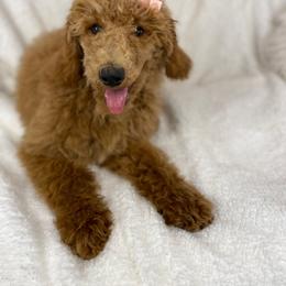 Girl 1 - Poodle puppy in Utah from Standard Poodle Puppies