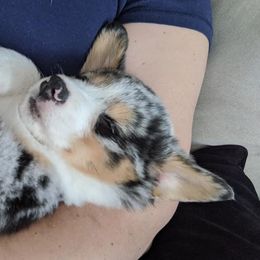 American Corgis and Pembroke Welsh Corgis from Casa Del Corgi