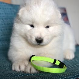 Lime Green girl - White female Samoyed puppy in Bearcreek, Montana from Morning Star Samoyeds