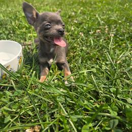 Rosie - Blue and tan female Chihuahua puppy in Amity, Pennsylvania from Baxters Chihuahuas