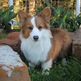 Major - Pembroke Welsh Corgi