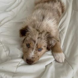 Australian Shepherd Puppies from Just family Aussies