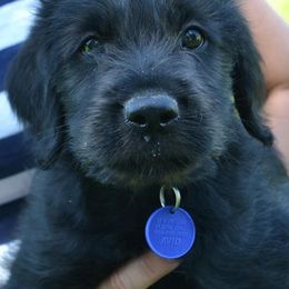 Labradoodles and Labrador Retrievers from Penny Church's Labradors & Labradoodles