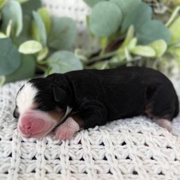 Jupiter - Tri-color male Bernedoodle puppy in Spanish Fork, Utah from K Brand Doodles