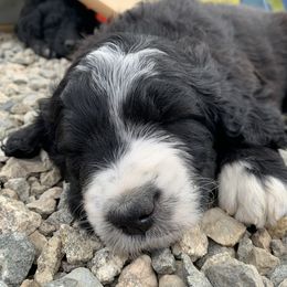 Bernedoodle Puppies from Mountain Poppy Bernedoodles
