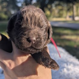 Dark Pink Girl - Brown female Newfoundland puppy in Independence, Missouri from K & L Ranch