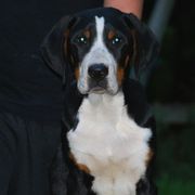 Greater Swiss Mountain Dogs from Houha Greater Swiss Mountain dogs