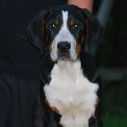 Greater Swiss Mountain Dogs from Houha Greater Swiss Mountain dogs