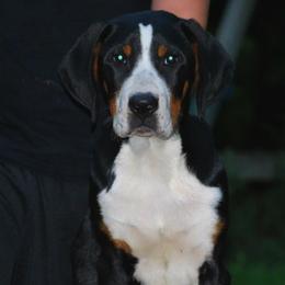 Greater Swiss Mountain Dogs from Houha Greater Swiss Mountain dogs