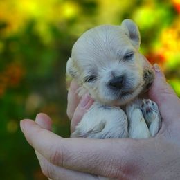 Companion Cross, Maltese, and Maltipoo Puppies from Seeking Shalom Acres Maltese, Maltipoos & Havamalts