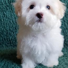 Maltipoo Puppies from Little Cupcakes and Little Punkins Maltipoos