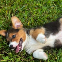 Triston - Black and white male American Corgi puppy in Nortonville, Kansas from Low Riders Corgis & Mini Aussies