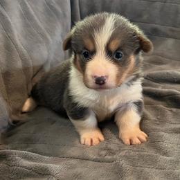 Hallie - Blue female Pembroke Welsh Corgi puppy in Hillsville, Virginia from Bonderosa Kennels