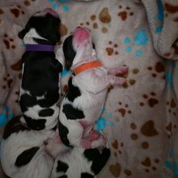 Lucy (Orange) AKC Pre-Registered - Black and white female Cocker Spaniel puppy in Midlothian, Virginia from Swift Creek Cocker Spaniels