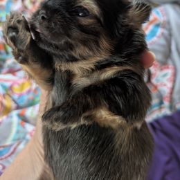 Boy 1 - Sable male Shih Tzu puppy in Mariaville, Maine from McKayla Hairston