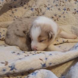 Boy 6 - Australian Shepherd puppy in Belleville, West Virginia from Chasitys Australian Shepherds