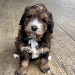 Boy 1 - Tri-color male Bernedoodle puppy in Russiaville, Indiana from Pleasant Creek Minibernedoodles