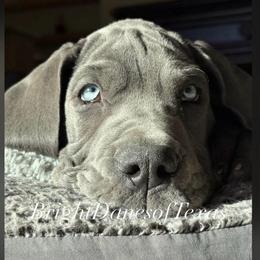 General - Blue male Great Dane puppy in Howe, Texas from Bright Danes of Texas