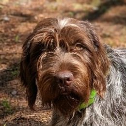 Annie - Wirehaired Pointing Griffon