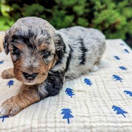 Aussiedoodle, Australian Shepherd, Bernedoodle, Cavapoo, Cockapoo, and Poodle Puppies from Sis' Doodles & Poodles