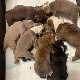 Bulldogs from Brenda's Bulldogs