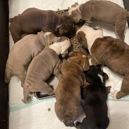 Bulldogs from Brenda's Bulldogs