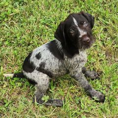 Boy 1 Maroon - Liver and white male German Wirehaired Pointer puppy in Harrisville, Pennsylvania from Black Creek GWP