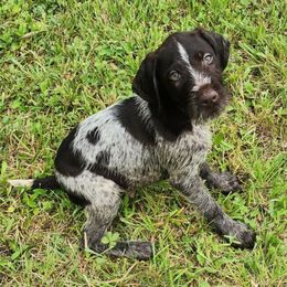 Boy 1 Maroon - Liver and white male German Wirehaired Pointer puppy in Harrisville, Pennsylvania from Black Creek GWP