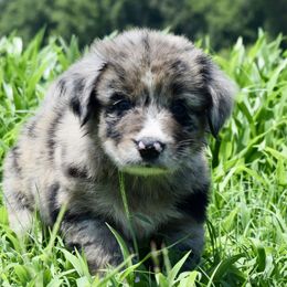 Australian Shepherd Puppies from Canyon South Aussies