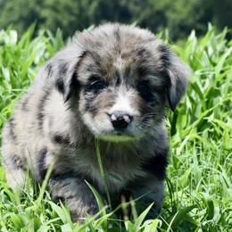 Australian Shepherd Puppies from Canyon South Aussies