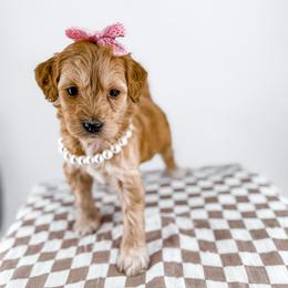 Sweater - Apricot female Goldendoodle puppy in Jamestown, Kentucky from Milk & Honey Doodles