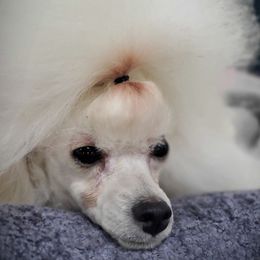 Poodles from Kalinka Poodles
