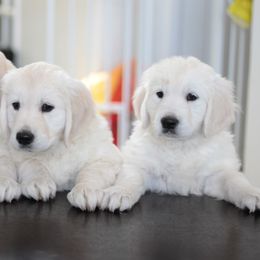 Golden Retriever Puppies from MYSnowAngels