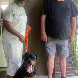 Rottweiler Puppies from Von Alley Rottweilers