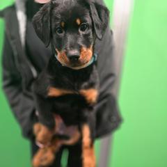 Pink - Black and rust female Beauceron puppy in Batavia, New York from Oakland Beaucerons